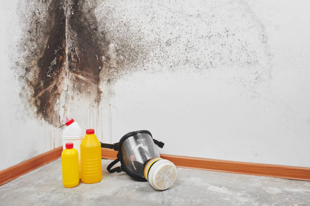 Best Toxic Mold Removal  in Seis Lagos, TX