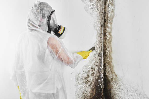 Best Local Mold Removal Service  in Seis Lagos, TX