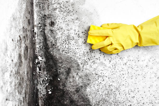 Best Home Mold Removal  in Seis Lagos, TX