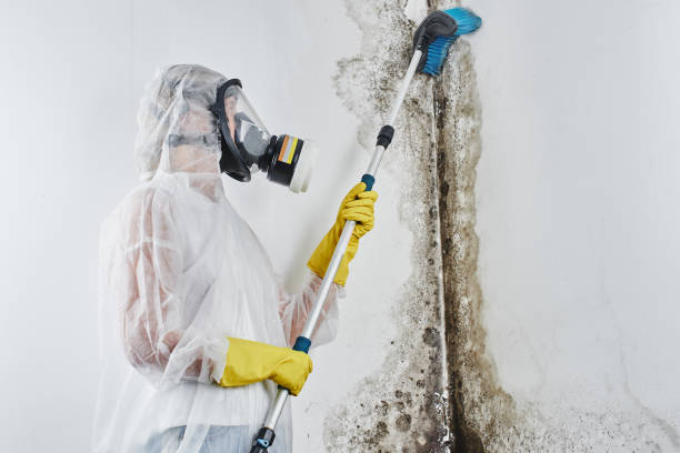 Best Black Mold Removal  in Seis Lagos, TX