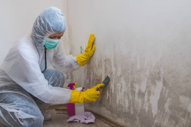 Best Home Mold Removal  in Seis Lagos, TX