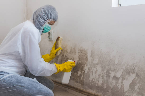 Mold Testing and Removal in Seis Lagos, TX