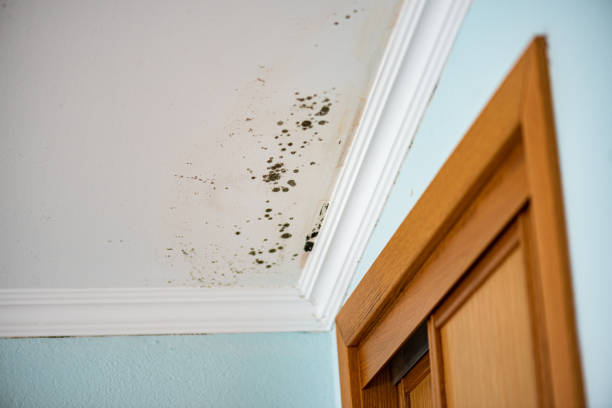 Best Professional Mold Removal  in Seis Lagos, TX