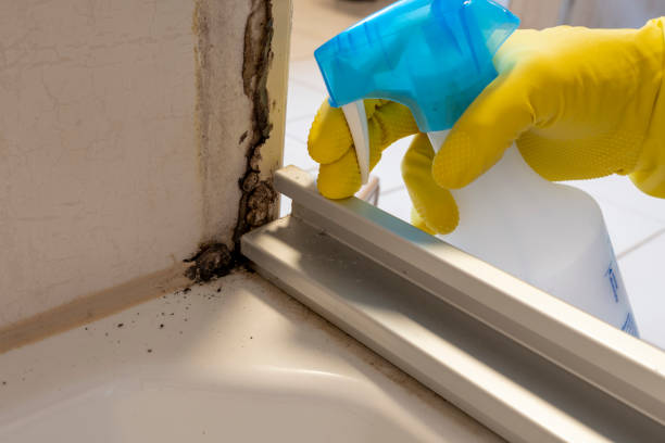 Trusted Seis Lagos, TX Mold Removal Experts