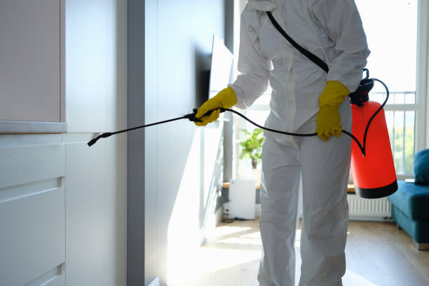 Trusted Seis Lagos, TX Mold Removal Experts
