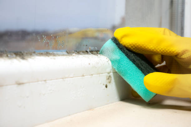 Best Certified Mold Removal  in Seis Lagos, TX