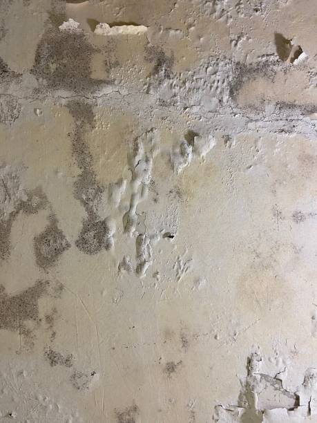Crawl Space Mold Removal in Seis Lagos, TX