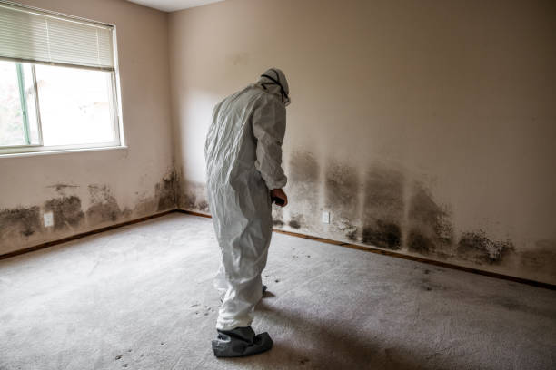 Best Mold Remediation Experts  in Seis Lagos, TX