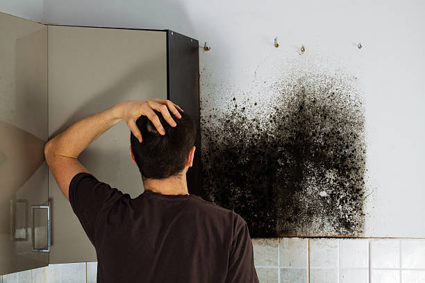 Best Mold Removal Company Near Me  in Seis Lagos, TX